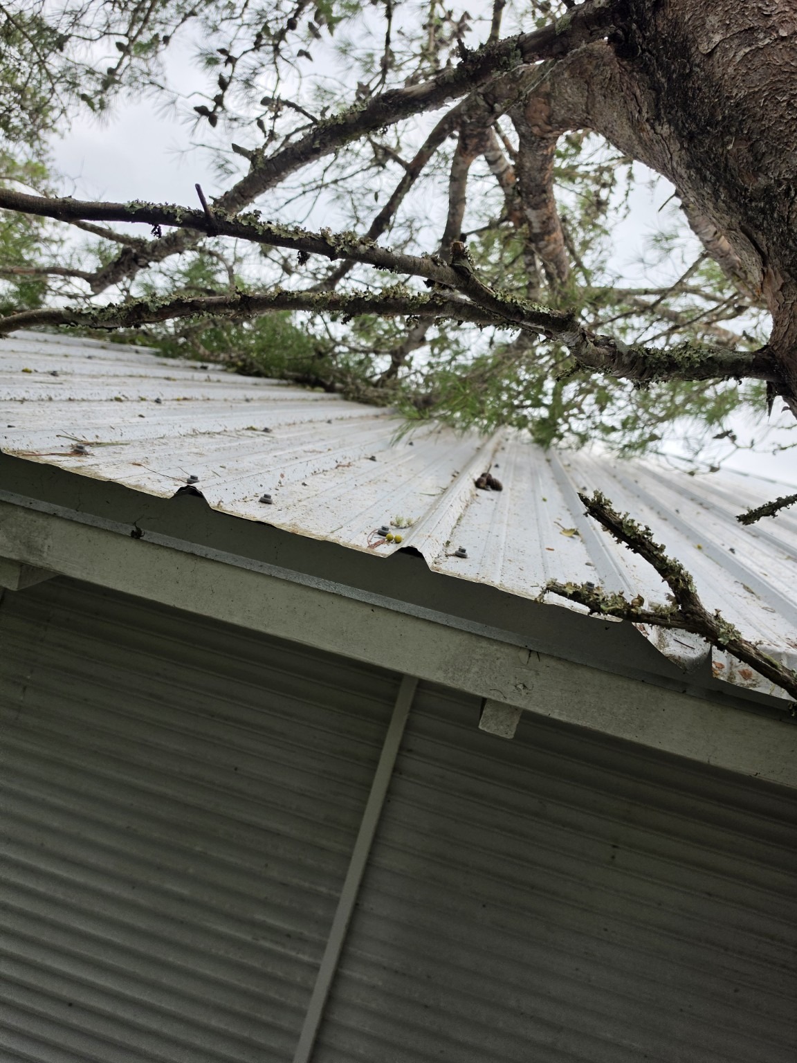 Fallen tree limbs resting on a corrugated roof before cleanup